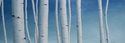 Beyond Birch