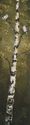 two%20tufted%20titmouse (thumbnail)