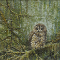 barred%20owl (thumbnail)