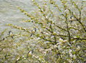 six%20chickadees (thumbnail)