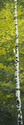 birch%20and%20red%20belly (thumbnail)