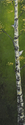 hiding%20in%20plain%20site (thumbnail)