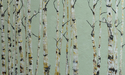 birch%20row (thumbnail)