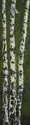 3%20birch (thumbnail)