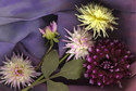 Fall, dinner plate dahlias - Botanical Digital Art