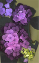 HYDRANGEA%20HUES (thumbnail)