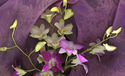 WHITE%20AND%20PINK%20ORCHIDS (thumbnail)