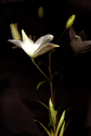 ANTIQUE%20LILY (thumbnail)