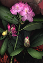 RHODODENDRON%20IN%20PROGRESS (thumbnail)