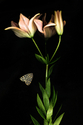 ANTIQUE%20PINK%20LILY (thumbnail)