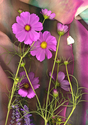 COSMOS%20AND%20BUTTERFLY (thumbnail)