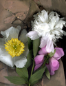 GARDEN%20PEONIES (thumbnail)