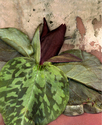 TRILLIUM (thumbnail)