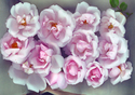 BED%20OF%20ROSES (thumbnail)