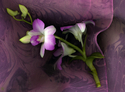 PINK%20ORCHID (thumbnail)