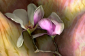 MAGNOLIA%20AND%20BUD (thumbnail)