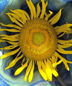 SUNFLOWER (thumbnail)