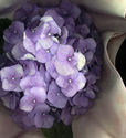 HYDRAGEA%20BOUQUET (thumbnail)