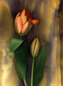 RED%20TULIP%20AND%20BUD (thumbnail)