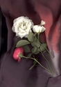 WHITE%20ROSES%20A%20LITTLE%20RED (thumbnail)
