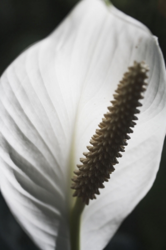   Macro Photography 