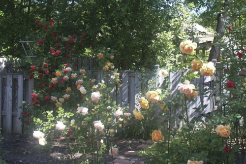The Artistss Garden 