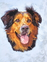 Gary Benson - Cross colley sheep dog