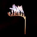 Crocus (thumbnail)