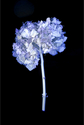 Blue%20Hydrangea (thumbnail)