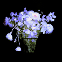 Blossom (thumbnail)
