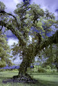 Medusa%20Tree (thumbnail)