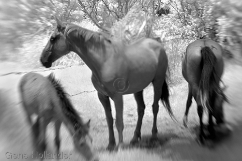Photography-Animals-Horses I, Easter Island