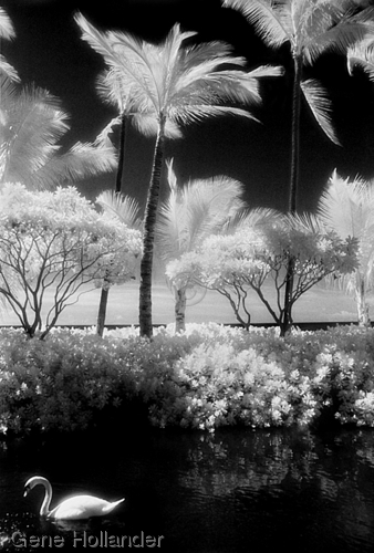 Photography-Landscape-Swan, Hawaii