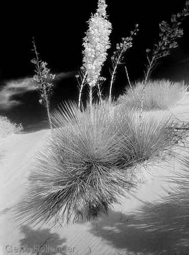 Photography-Nature-White Sands, New Mexico