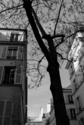 Tree%20in%20Place%20de%20Furstenberg%20-%20Paris%20-%202011 (thumbnail)