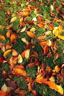Leaves%20%26%20Grass%20-%20Buttes-Chaumont%20Park%20-%20Paris (thumbnail)