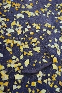 Leaves%2C%20Ground%20%26%20Wood%20-%20Buttes-Chaumont%20Park%20-%20Paris (thumbnail)