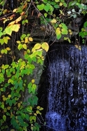 Leaves%20%26%20Waterfall%20-%20Buttes-Chaumont%20Park%20-%20Paris (thumbnail)