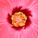 Hisbiscus%20Center (thumbnail)