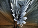 Bismark%20Palm (thumbnail)