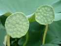 Lily%20Pads (thumbnail)