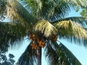 Coconut%20Palms (thumbnail)