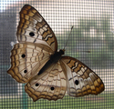 Butterfly (thumbnail)