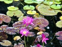 Lilies (thumbnail)