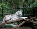 %22White%20Tiger%22 (thumbnail)