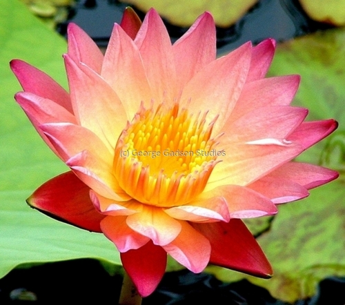 Water%20Lily%20II (large view)