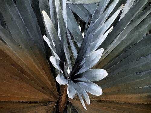 Bismark%20Palm (large view)