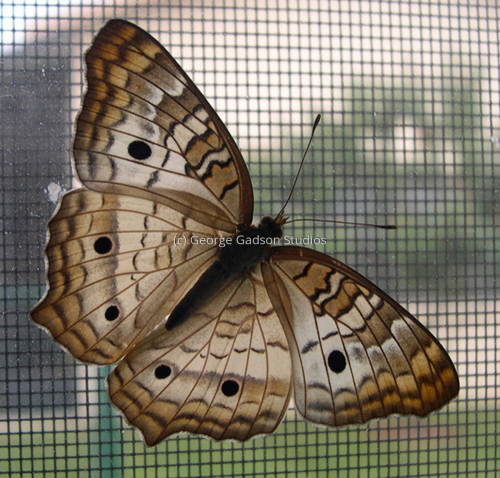 Butterfly (large view)