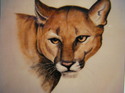 Cougar