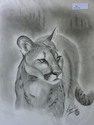 Cougar